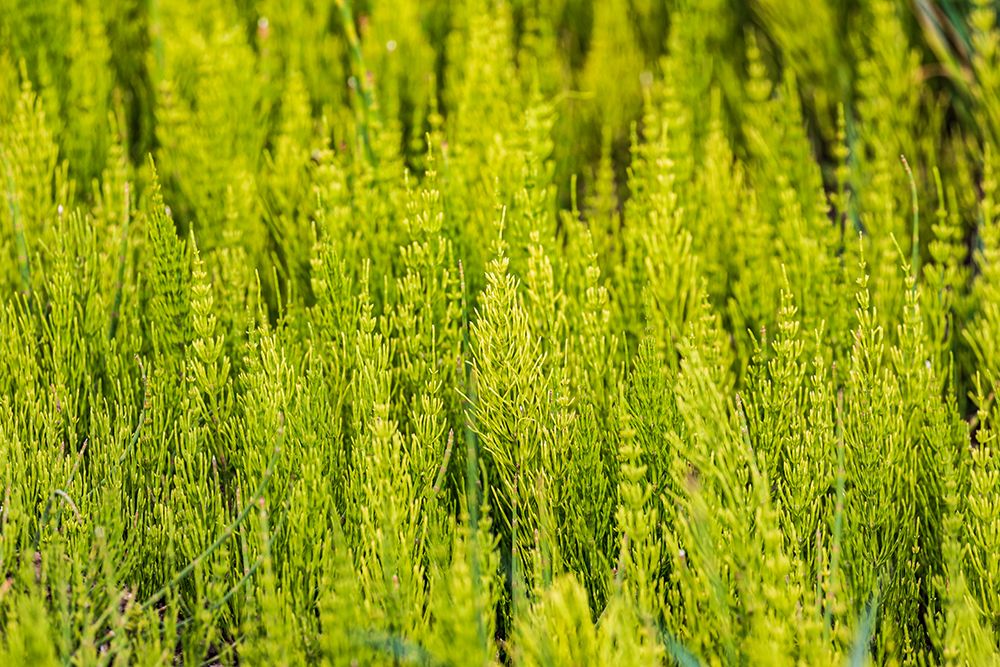 Steptoe-Washington State-USA-Horsetail plants-equisetum-in the Palouse hills art print by Emily Wilson for $57.95 CAD