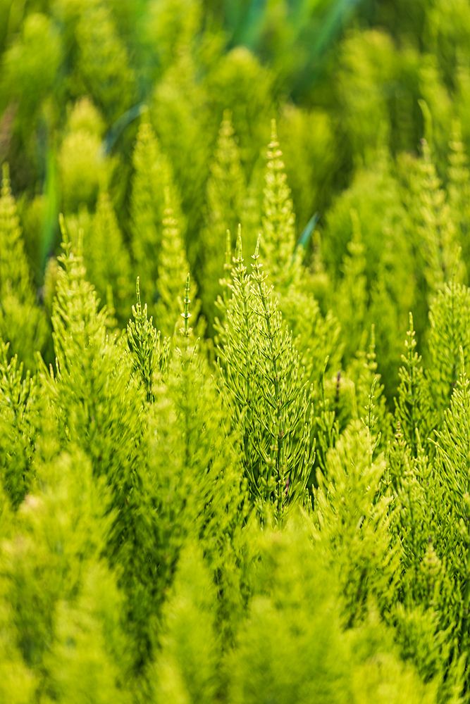 Steptoe-Washington State-USA-Horsetail plants-equisetum-in the Palouse hills art print by Emily Wilson for $57.95 CAD