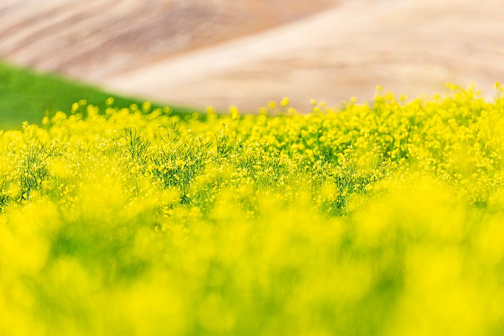 Lacrosse-Washington State-USA-Blooming canola field in the Palouse hills art print by Emily Wilson for $57.95 CAD
