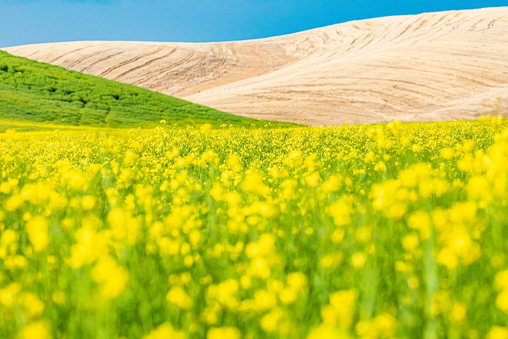 Lacrosse-Washington State-USA-Blooming canola field in the Palouse hills art print by Emily Wilson for $57.95 CAD