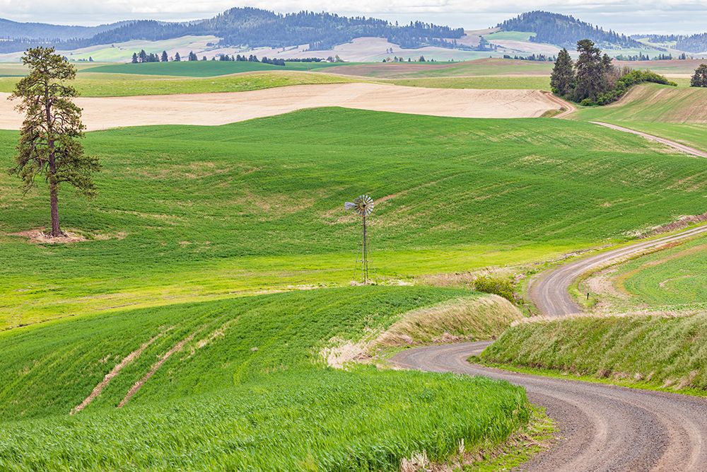 Palouse-Washington State-USA-Dirt road winding through wheat fields in the Palouse hills art print by Emily Wilson for $57.95 CAD