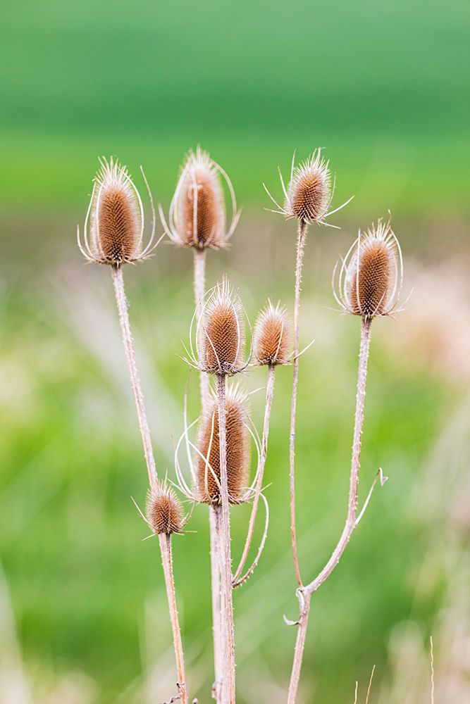 Garfield-Washington State-USA-Thistle plants in the Palouse hills art print by Emily Wilson for $57.95 CAD