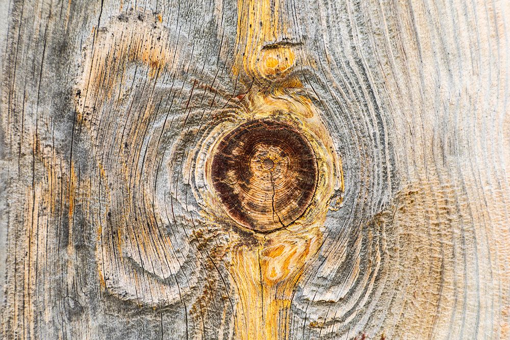 Latah-Washington State-USA-Knot in weathered wood on an old barn art print by Emily Wilson for $57.95 CAD