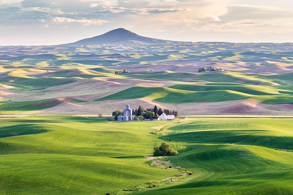 Farmington-Washington State-USA-Wheat farms in front of Steptoe Butte in the Palouse hills art print by Emily Wilson for $57.95 CAD
