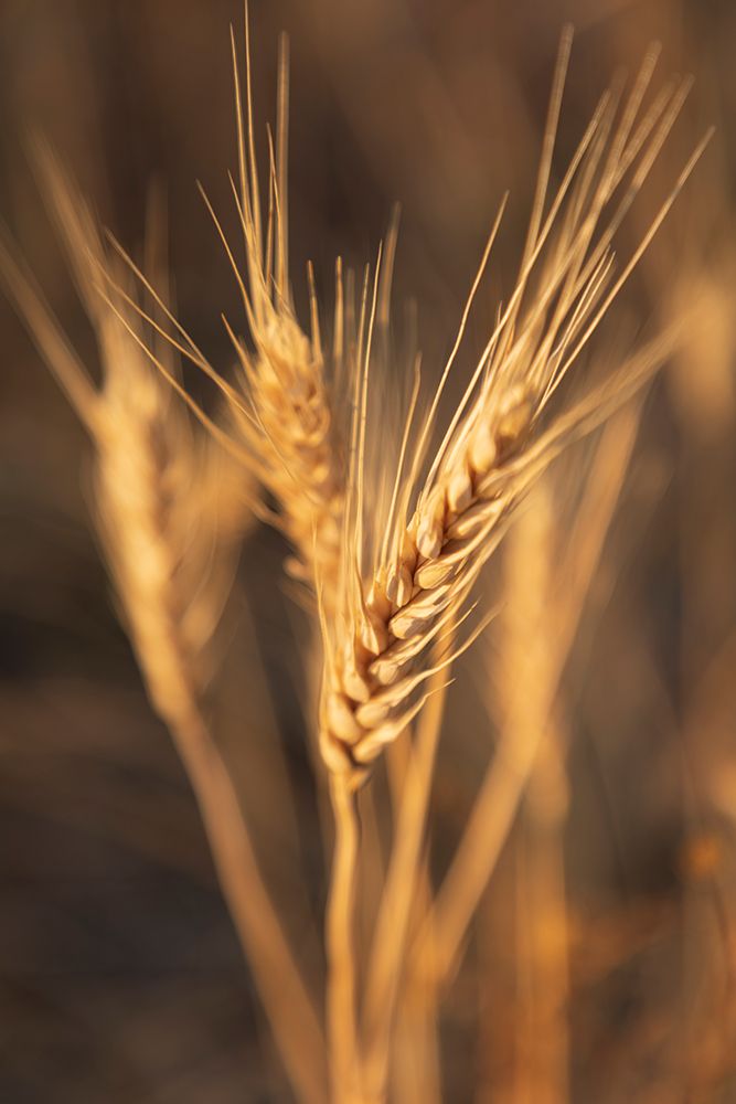 USA- Washington State- Whitman County- Palouse. Wheat. art print by Emily Wilson for $57.95 CAD