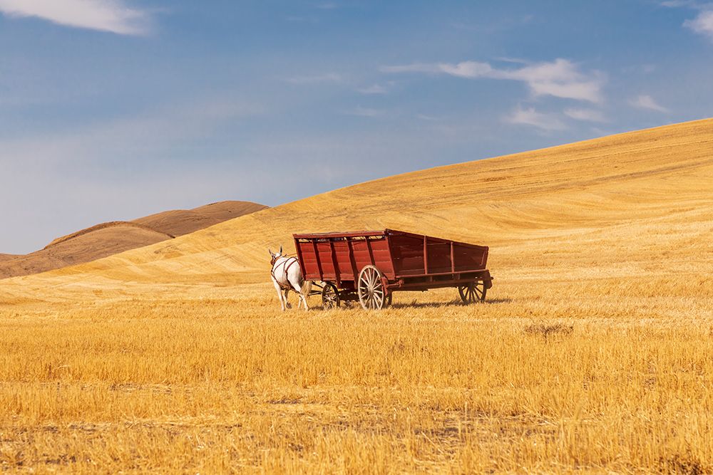 USA- Washington State- Whitman County- Palouse art print by Emily Wilson for $57.95 CAD