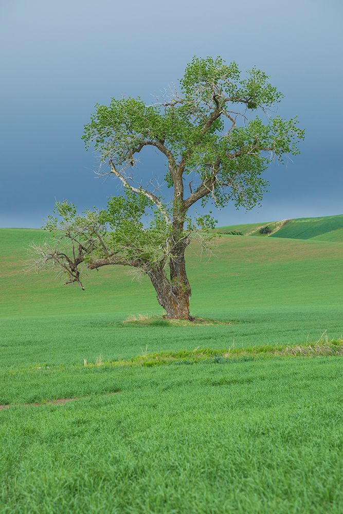 USA- Washington State- Whitman County- Palouse art print by Emily Wilson for $57.95 CAD