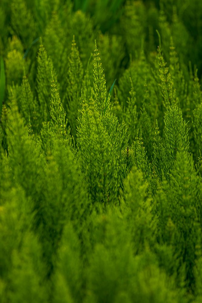 USA- Washington State- Whitman County- Palouse. Green plants. art print by Emily Wilson for $57.95 CAD