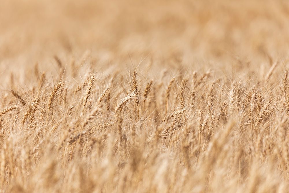 USA- Washington State- Whitman County- Palouse. Wheat fields. art print by Emily Wilson for $57.95 CAD