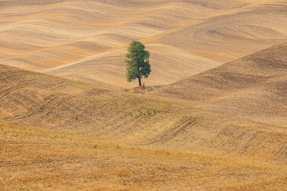 USA- Washington State- Whitman County- Palouse. Lone tree in rolling field. art print by Emily Wilson for $57.95 CAD