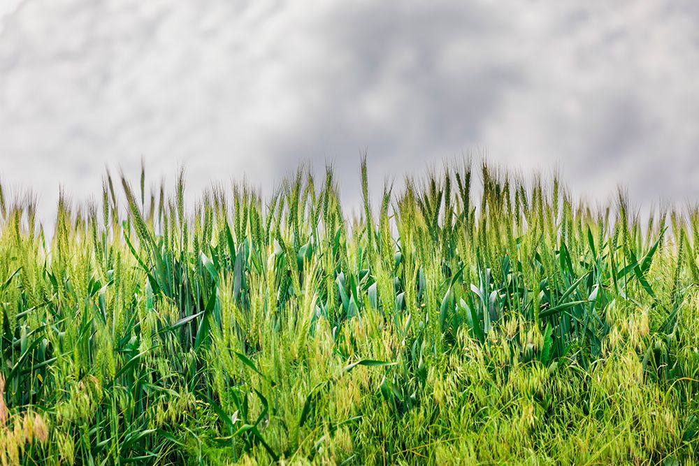 USA-Washington State-Palouse-Colfax Green wheat art print by Emily M. Wilson for $57.95 CAD