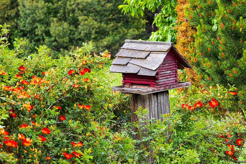USA-Washington State-Palouse-Colfax Red birdhouse sitting on a fence art print by Emily M. Wilson for $57.95 CAD