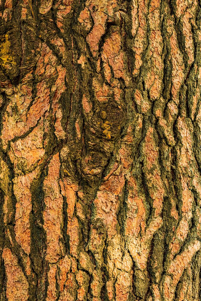 USA-Washington State-Palouse-Colfax Pine tree bark art print by Emily M. Wilson for $57.95 CAD