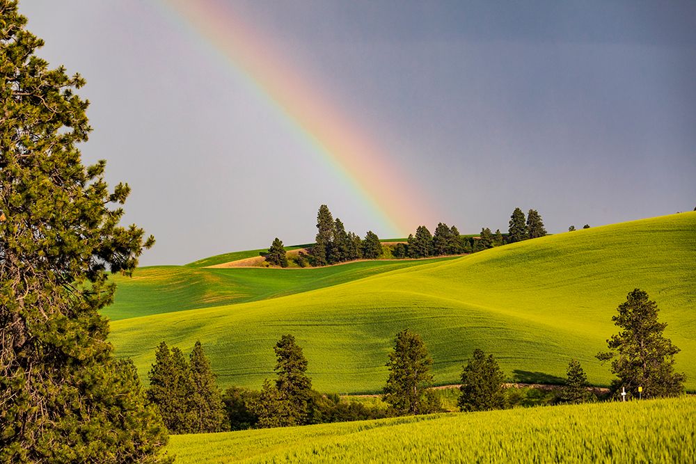 USA-Washington State-Palouse-Colfax Green fields of wheat Pine trees Rainbow art print by Emily M. Wilson for $57.95 CAD