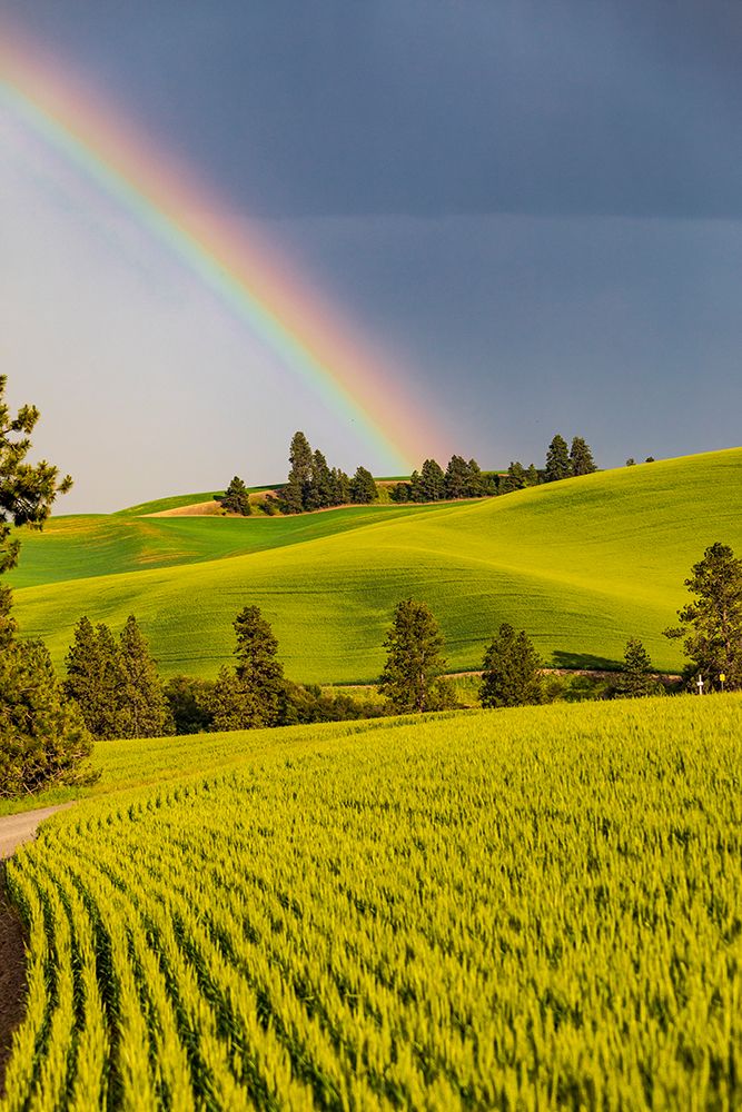 USA-Washington State-Palouse-Colfax Green fields of wheat Pine trees Rainbow art print by Emily M. Wilson for $57.95 CAD