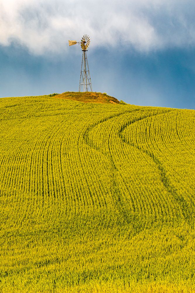 USA-Washington State-Palouse-Colfax Green fields of wheat windmills, Weather Vane art print by Emily M. Wilson for $57.95 CAD