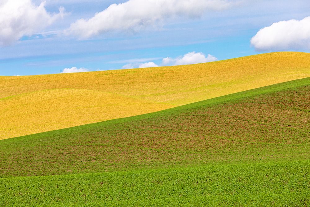 USA-Washington State-Palouse-Colfax Rolling wheat fields art print by Emily M. Wilson for $57.95 CAD