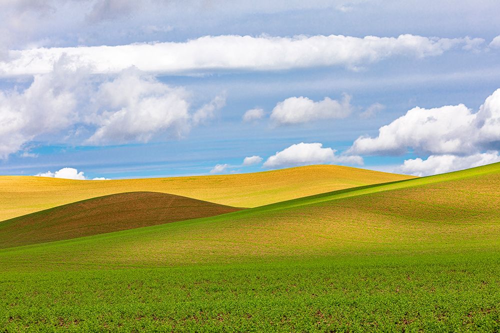 USA-Washington State-Palouse Pullman Rolling fields of wheat art print by Emily M. Wilson for $57.95 CAD