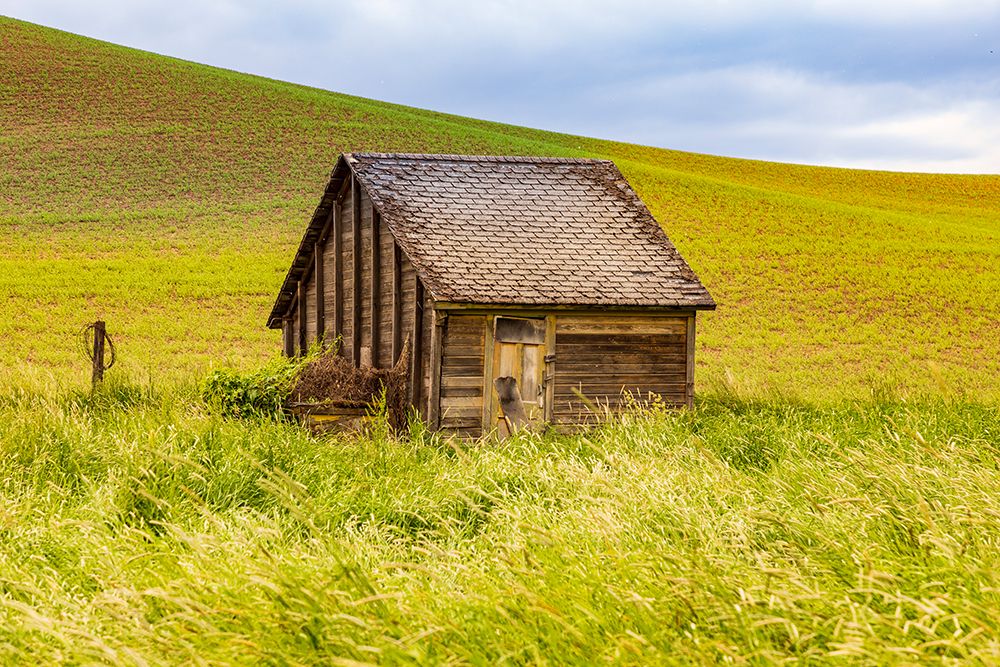 USA-Washington State-Colton-Palouse Green wheat fields Wooden barn or wooden shed art print by Emily M. Wilson for $57.95 CAD