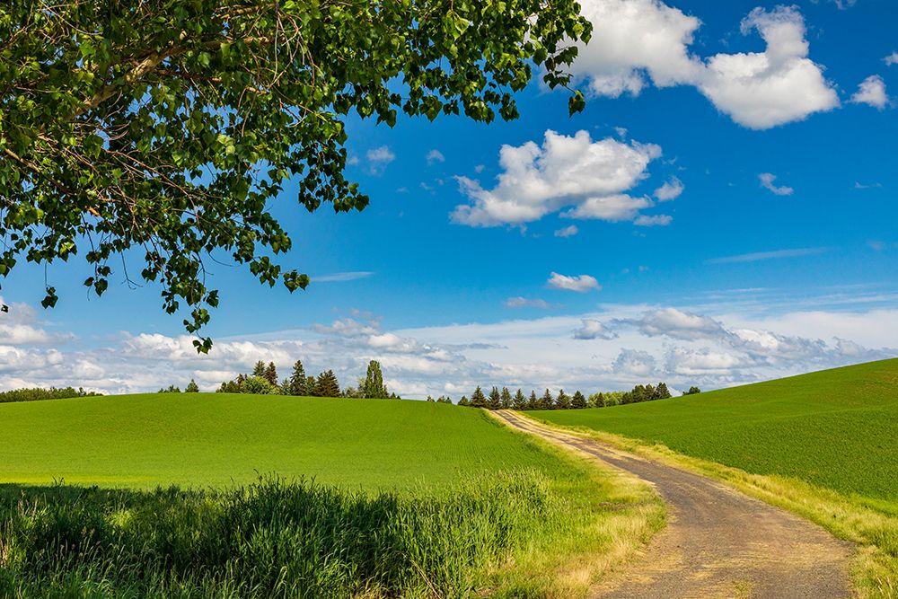 USA-Washington State-Palouse-Colfax Green fields of wheat art print by Emily M. Wilson for $57.95 CAD