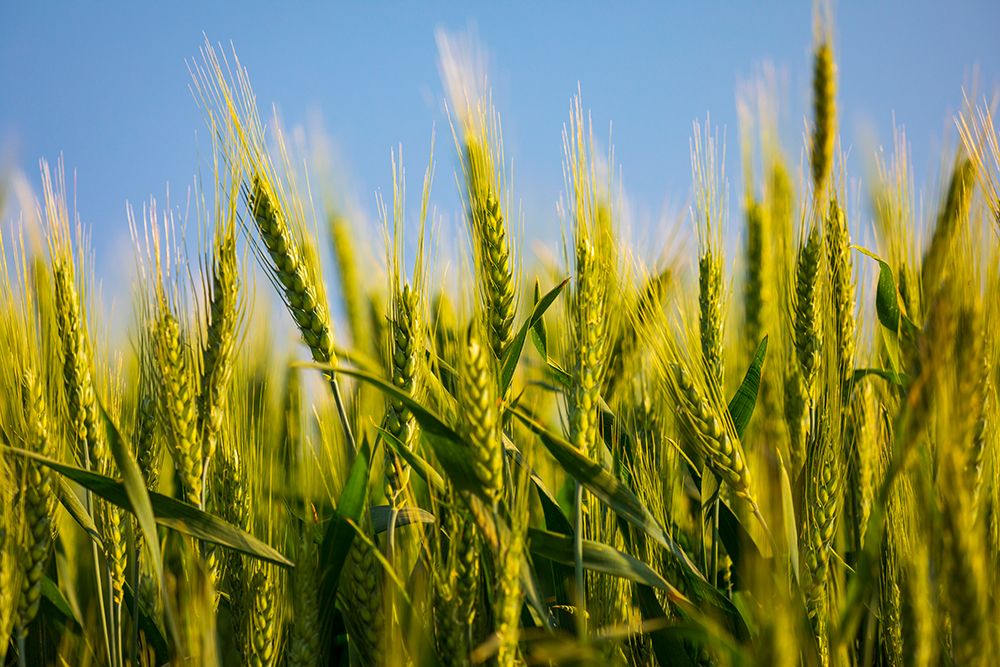 USA-Washington State-Palouse-Colfax Green wheat art print by Emily M. Wilson for $57.95 CAD