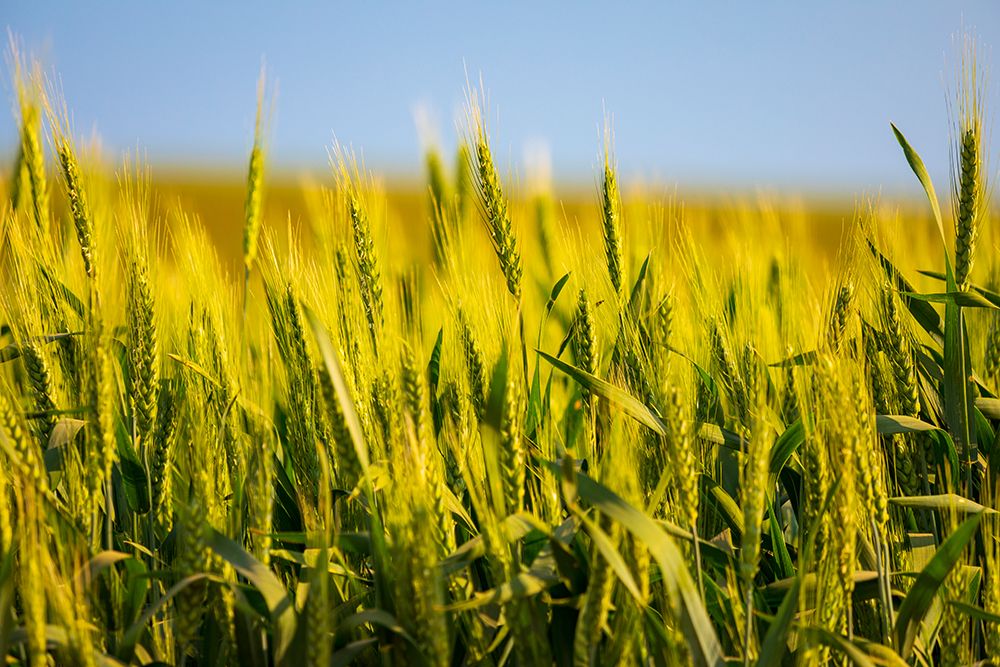 USA-Washington State-Palouse-Colfax Green wheat art print by Emily M. Wilson for $57.95 CAD