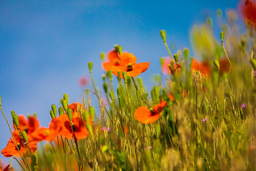 USA-Washington State-Palouse Orange poppy plant art print by Emily M. Wilson for $57.95 CAD