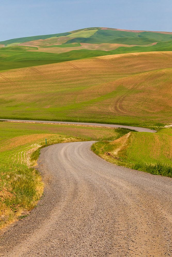 USA-Idaho-Genesee Green wheat fields Gravel-dirt road art print by Emily M. Wilson for $57.95 CAD