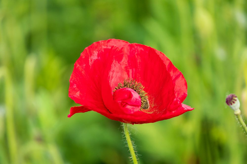 USA-Washington State-Palouse-Colfax Variety of colored poppy flowers growing in green wheat art print by Emily M. Wilson for $57.95 CAD