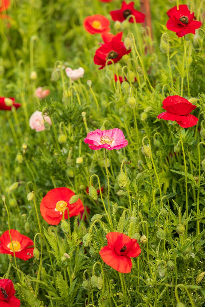 USA-Washington State-Palouse-Colfax Variety of colored poppy flowers growing in green wheat art print by Emily M. Wilson for $57.95 CAD