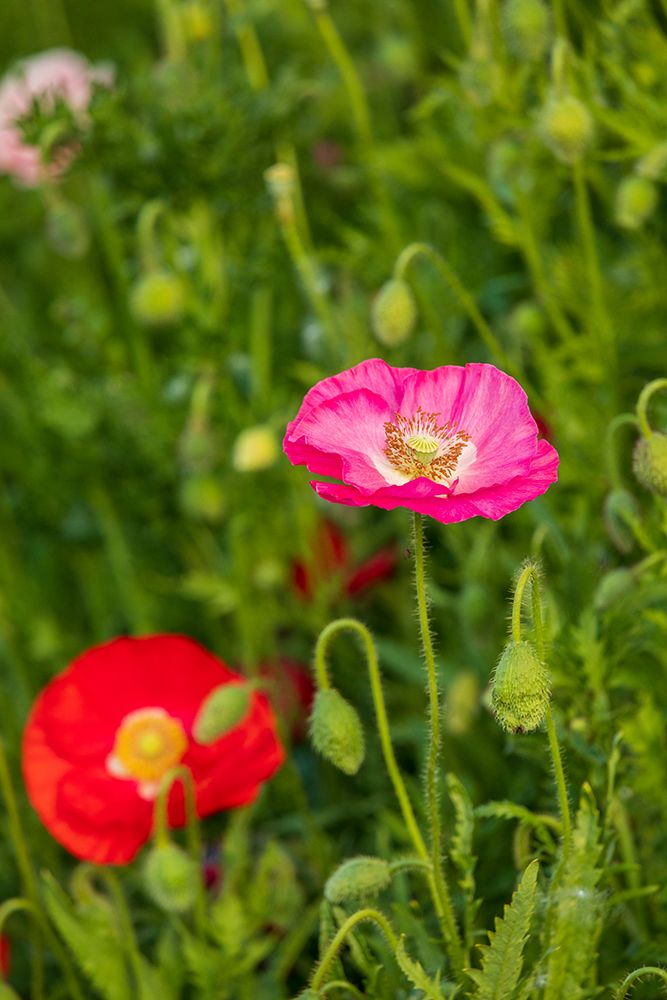 USA-Washington State-Palouse-Colfax Variety of colored poppy flowers growing in green wheat art print by Emily M. Wilson for $57.95 CAD
