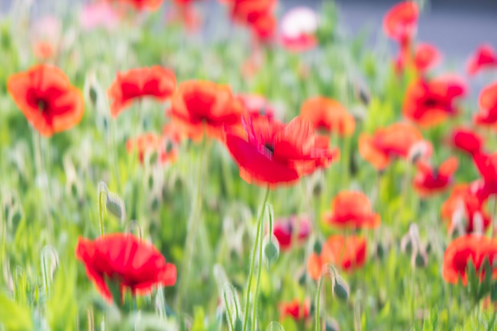 USA-Washington State-Palouse-Colfax Variety of colored poppy flowers growing in green wheat art print by Emily M. Wilson for $57.95 CAD