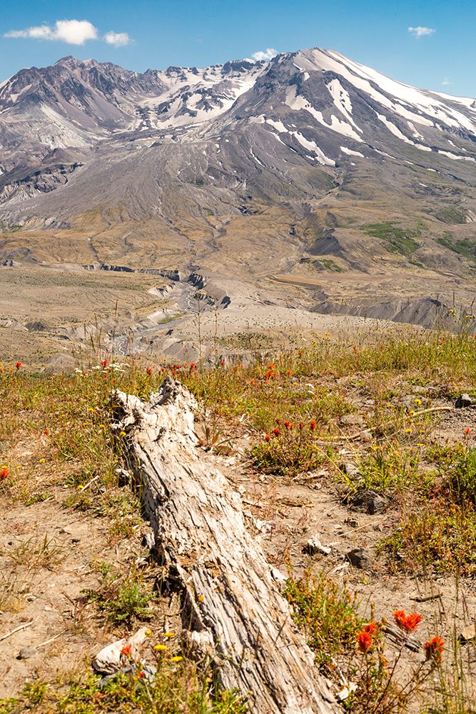 Washington State. Mt.t St. Helens is active stratovolcano. National Volcanic Monument. Wildflowers. art print by Emily M. Wilson for $57.95 CAD