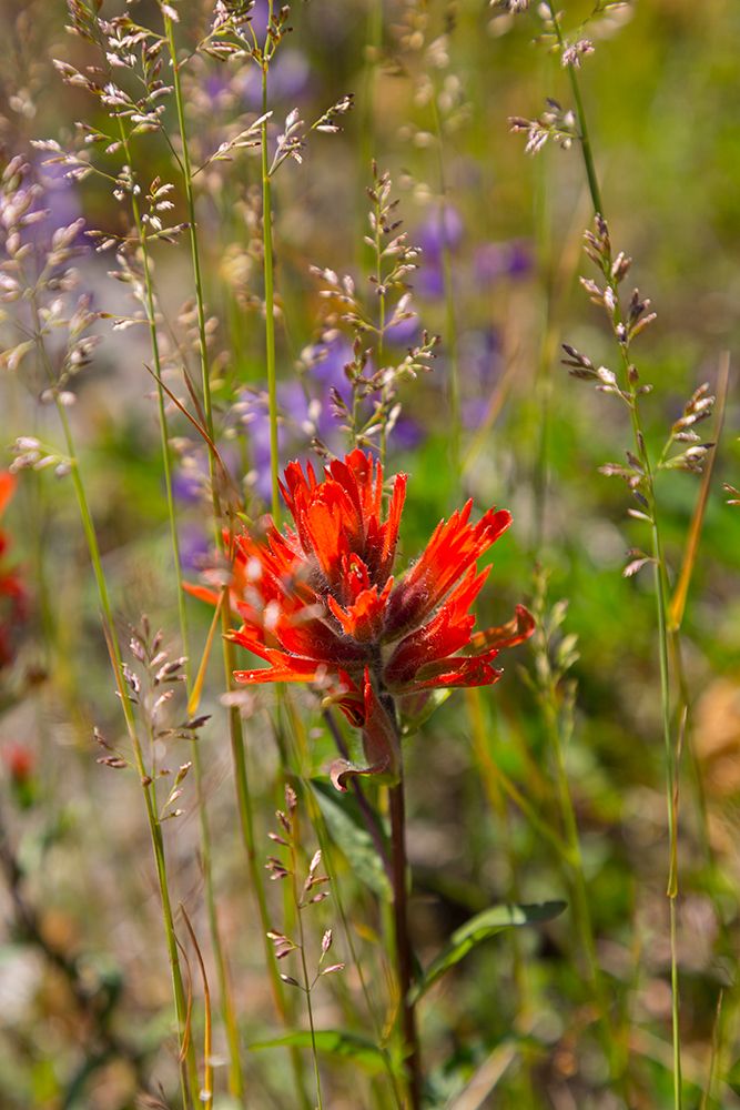 Washington State. Mount St. Helens. Indian paintbrush, aka Prairie-Fire or Castilleja. art print by Emily M. Wilson for $57.95 CAD