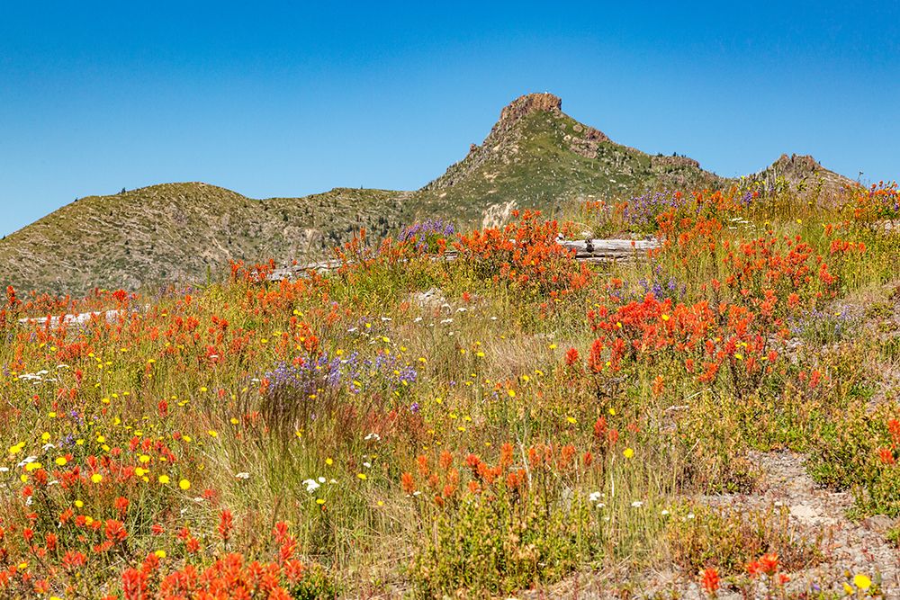 Washington State, Skamania County. Mount St. Helens. Indian paintbrush, and Lupine wildflowers art print by Emily M. Wilson for $57.95 CAD