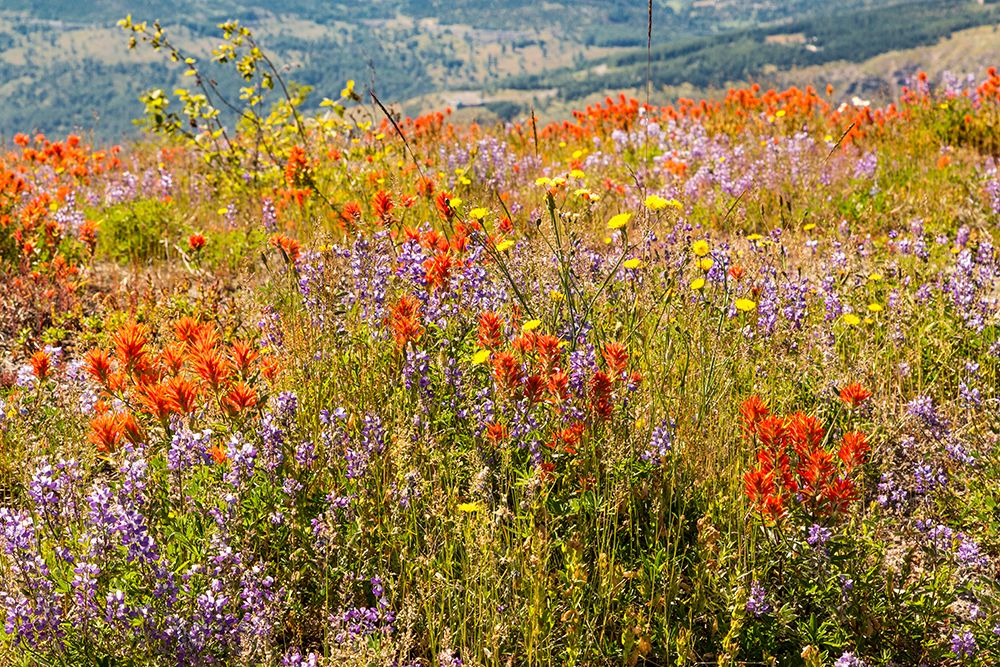 Washington State, Skamania County. Mount St. Helens. Indian paintbrush and Lupine wildflowers art print by Emily M. Wilson for $57.95 CAD