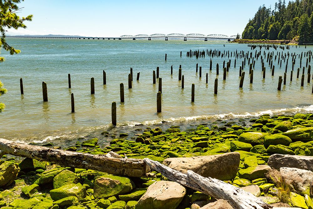 Washington State, Megler. Astoria Bridge. Columbia River. Seaweed covered piling, rocky beach. art print by Emily M. Wilson for $57.95 CAD