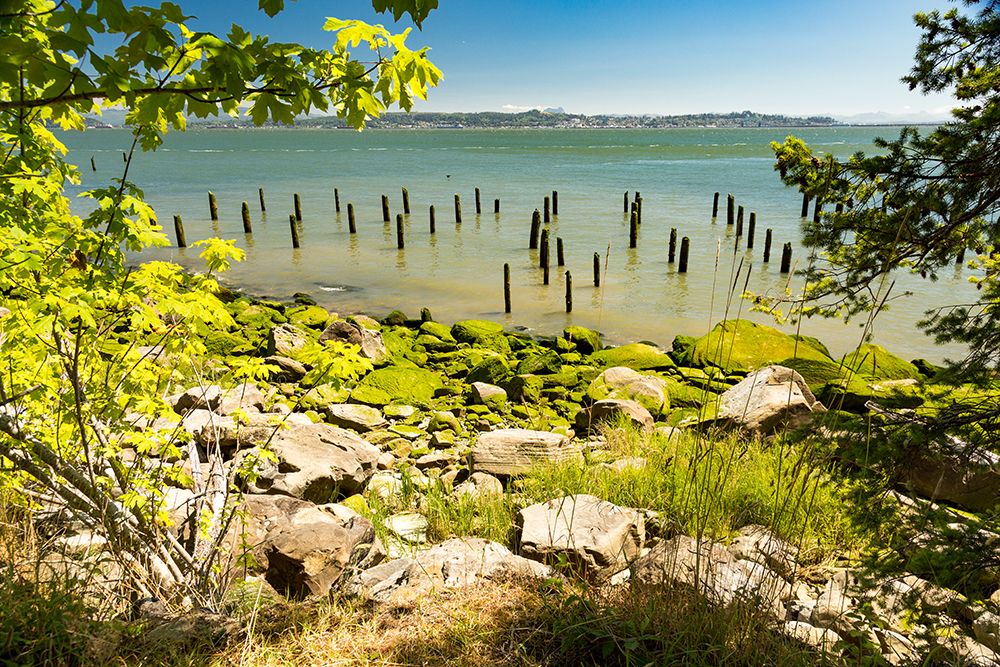 Washington State, Megler. Astoria Bridge. Columbia River. Seaweed covered piling, rocky beach. art print by Emily M. Wilson for $57.95 CAD