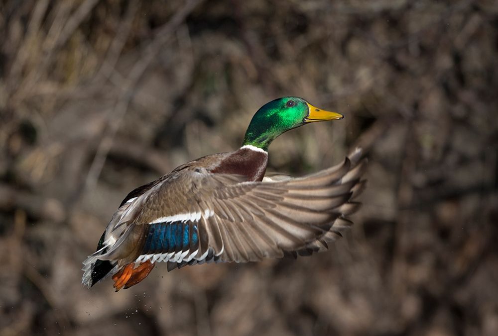 Washington State Male Mallard takes flight from Lake Washington Seattle art print by Gary Luhm for $57.95 CAD