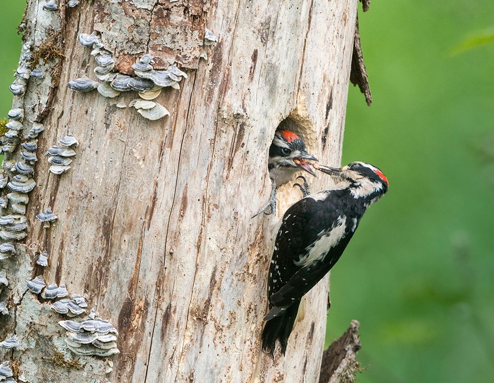 Washington State A male Hairy Woodpecker at nest hole feeds a young chick Snoqualmie Valley art print by Gary Luhm for $57.95 CAD