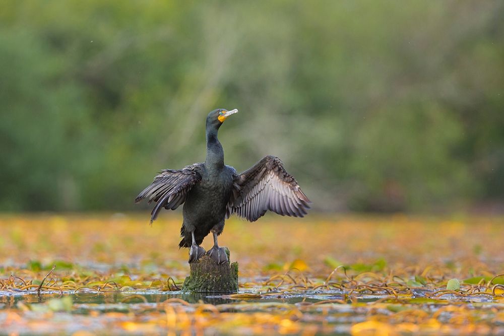 Washington State A Double-crested Cormorant spreads its wings to dry Seattle art print by Gary Luhm for $57.95 CAD