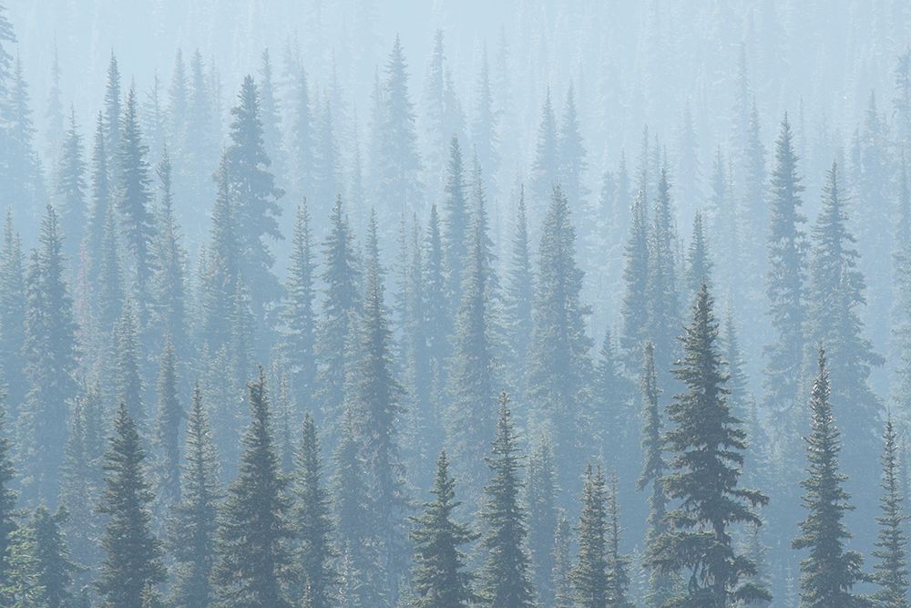 USA Mt Rainier National Park Smoke from Washington State fires drifts through conifers art print by Gary Luhm for $57.95 CAD