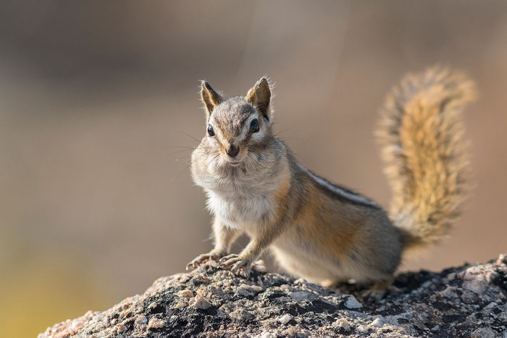 Washington State Least Chipmunk (Tamias minimus) pauses from gathering seeds on Cooper Ridge art print by Gary Luhm for $57.95 CAD