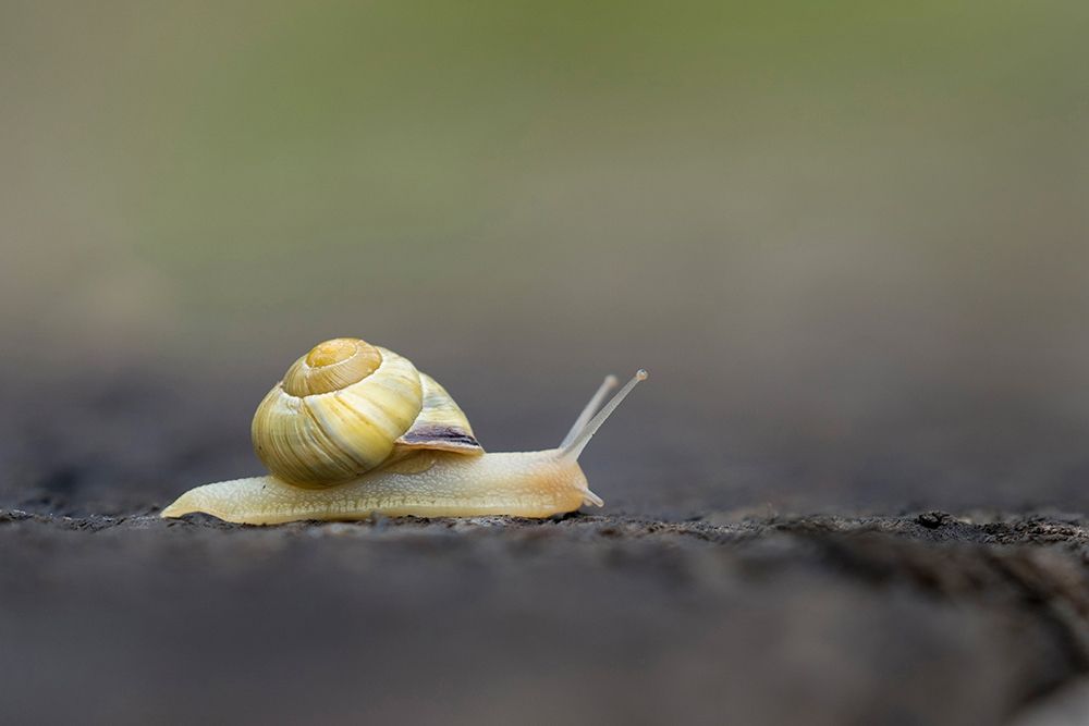 Washington State Grove Snail or Brown-lipped snail and invasive species from Europe Kirkland art print by Gary Luhm for $57.95 CAD
