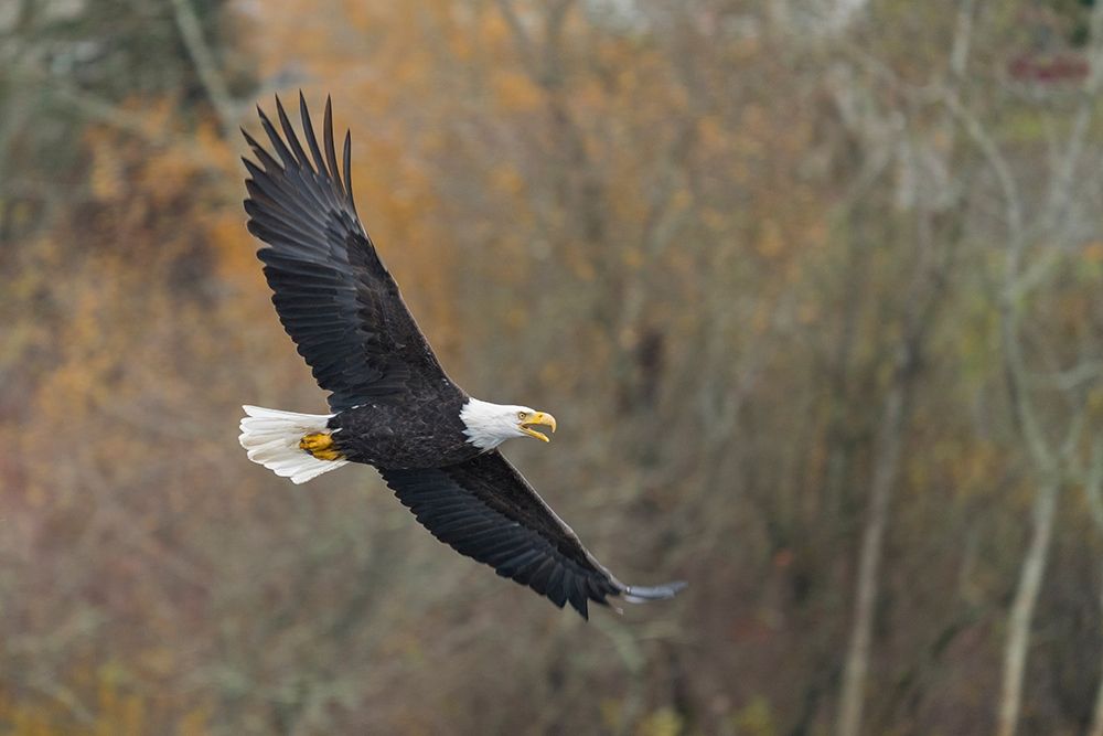 Washington State Bald Eagle in flight over Lake Washington-Kenmore art print by Gary Luhm for $57.95 CAD
