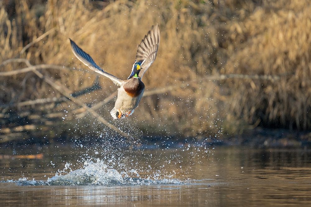 Washington State Male Mallard (Anas platyrhynchos) takes flight from Lake Washington Kirkland art print by Gary Luhm for $57.95 CAD