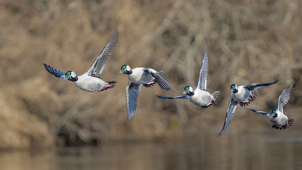 Washington State Composite image of a male Bufflehead taking off from the Sammamish Slough art print by Gary Luhm for $57.95 CAD