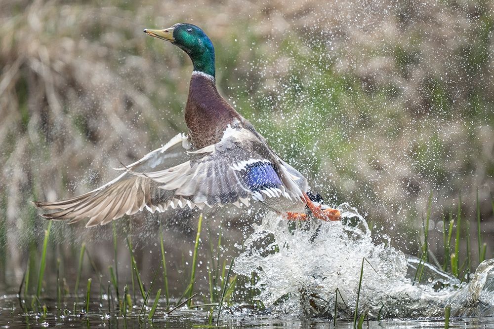 Washington State Male Mallard (Anas platyrhynchos) takes flight from Lake Washington Kirkland art print by Gary Luhm for $57.95 CAD