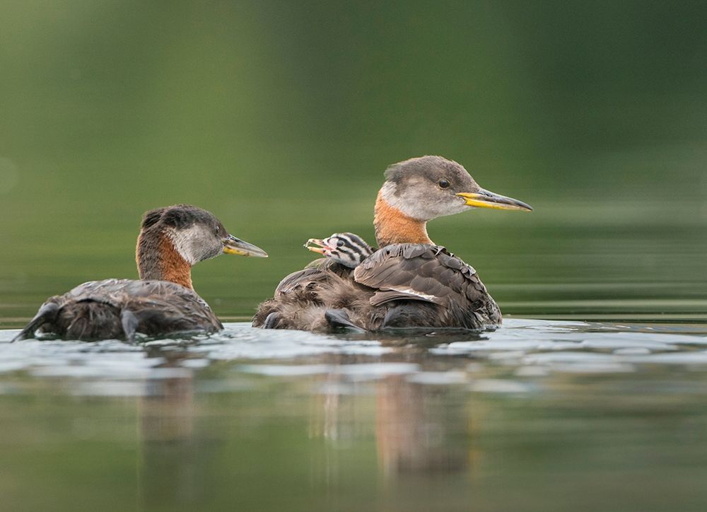 Washington State A Red-necked Grebe chick rides atop parent during feeding on lake art print by Gary Luhm for $57.95 CAD