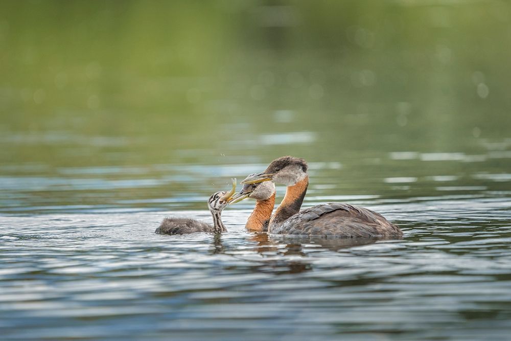 Washington State A Red-necked Grebe parent feeds fish to a chick on a lake in Okanogan County art print by Gary Luhm for $57.95 CAD